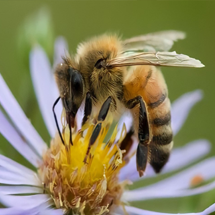 زنبور عسل، نهاده زنده بخش کشاورزی